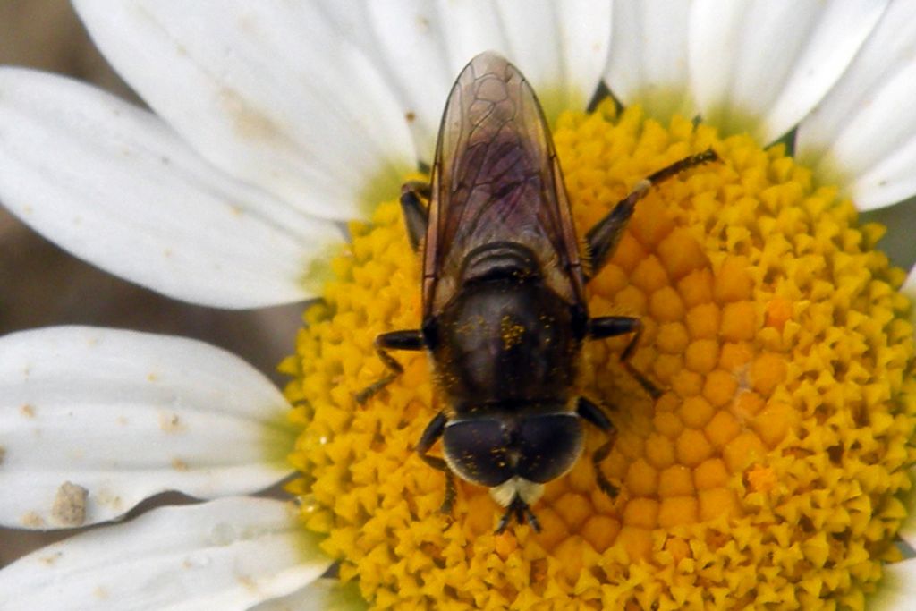 Syrphidae in nero:  Merodon sp., maschio